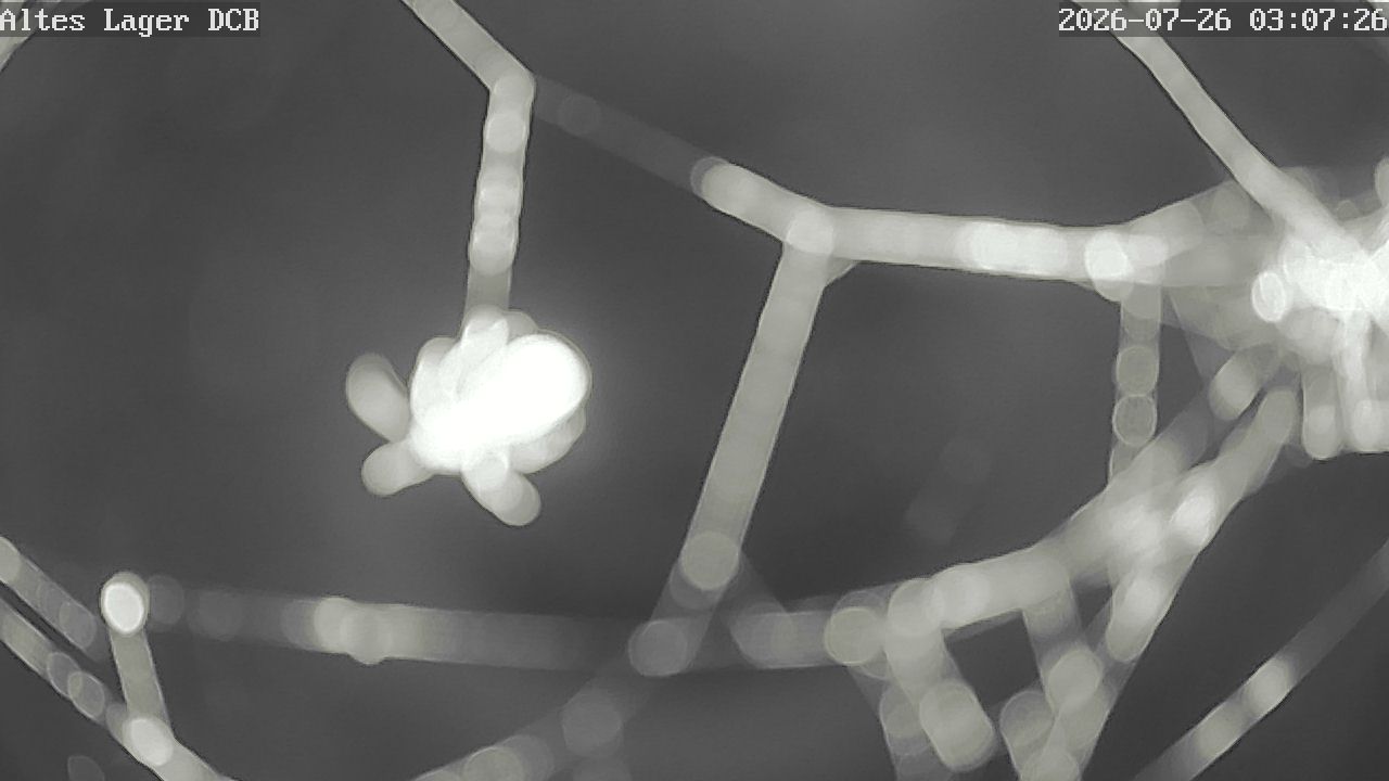 Aktuelles Bild der Webcam